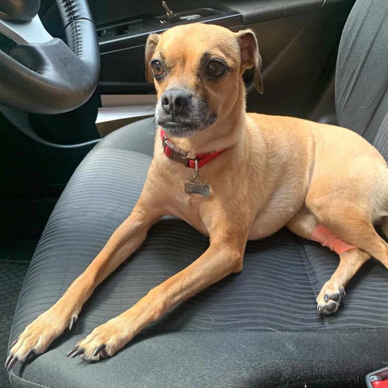 Italian Greyhound Pug Mix