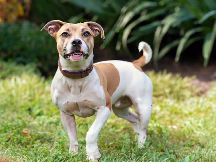 Jack Russell Mix Pitbull
