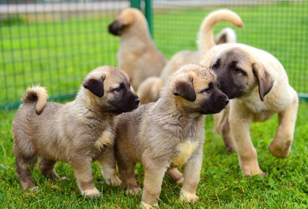 Kangal Puppies