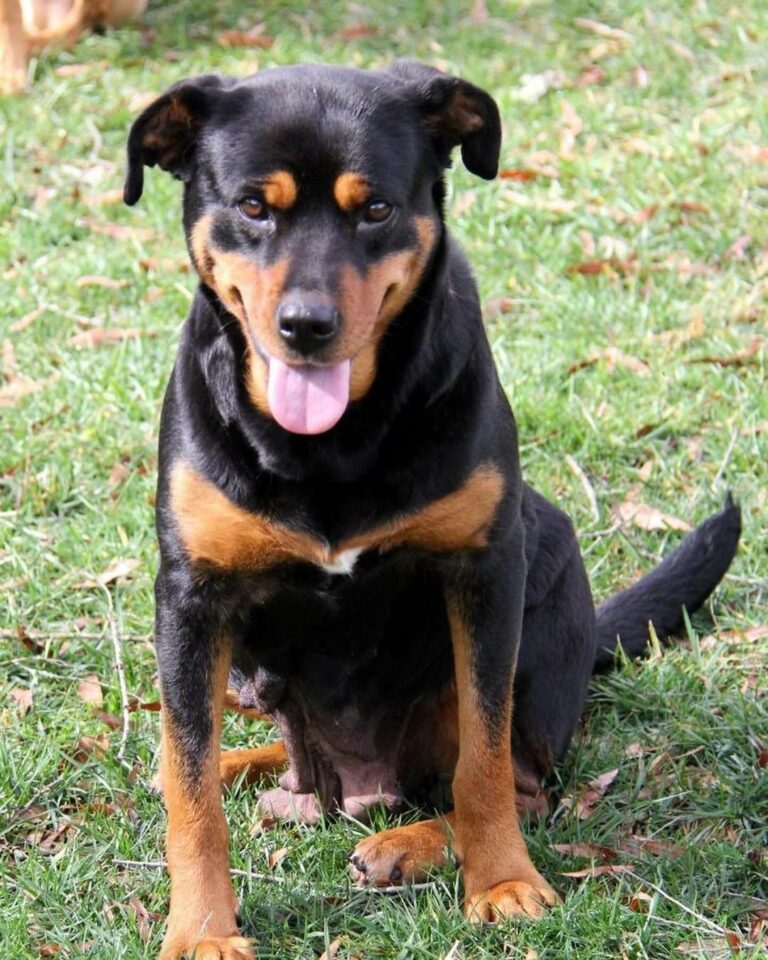 Lab Rottweiler Mix