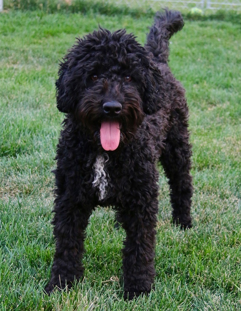 Labradoodle Black