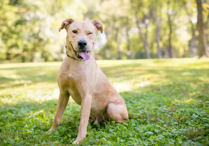Labrador Mixed with Terrier