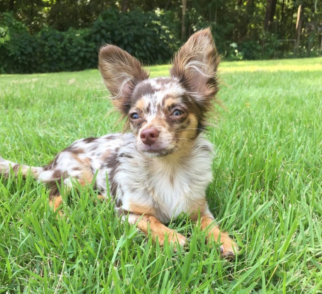 Merle Chihuahua