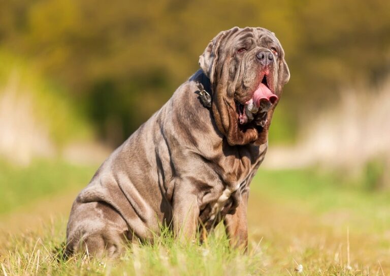 Neapolitan Mastiffs