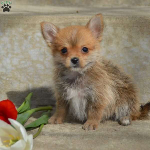 Pomeranian Yorkie Mix