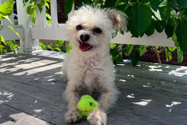 Poodle and Chihuahua Mix
