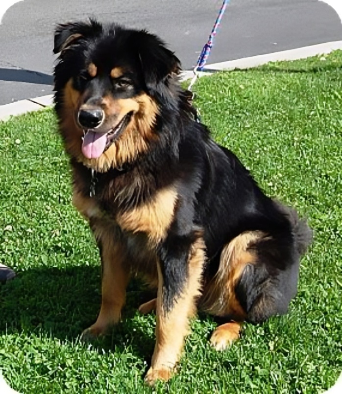 Rottweiler Golden Retriever Mix