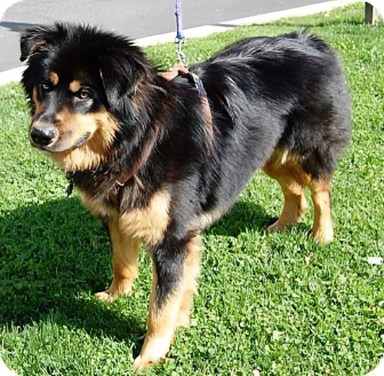 Rottweiler Golden Retriever Mix