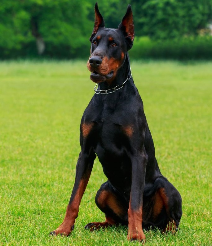 Rottweiler and Doberman Mix