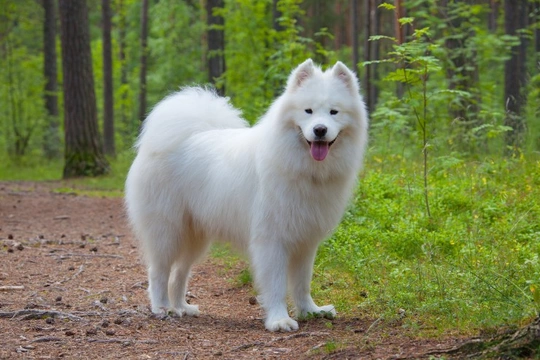Samoyed dog breed