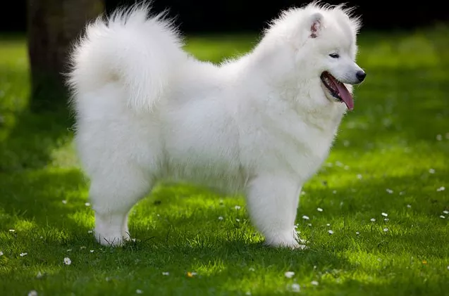 Samoyed white dog breed