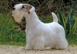 Sealyham Terriers