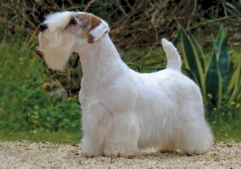 Sealyham Terriers