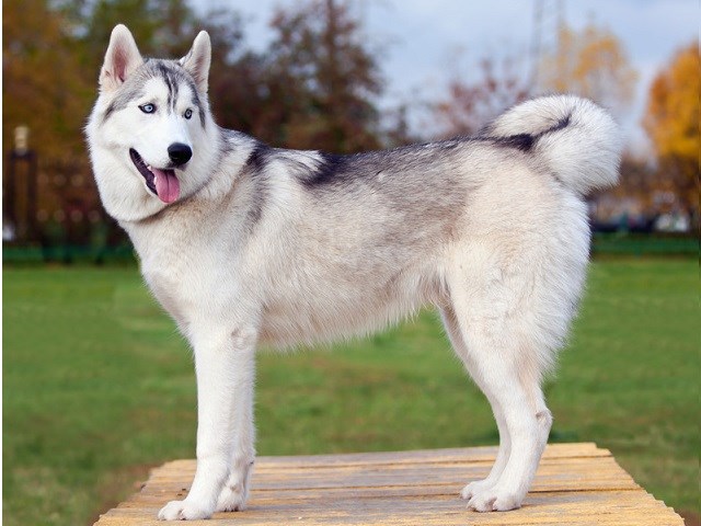 Siberian Husky