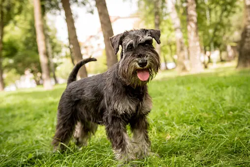 Standard Schnauzer