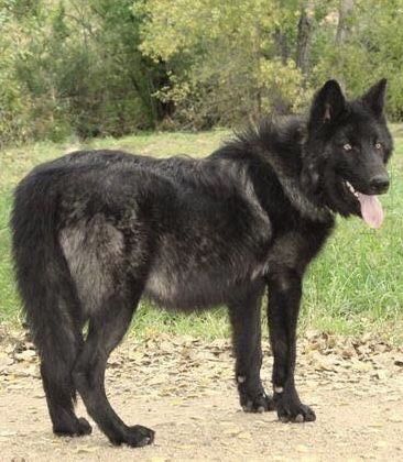 Werewolf German Shepherd