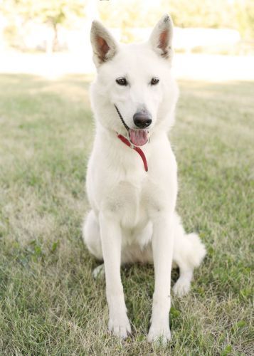 White German Shepherd Husky Mix