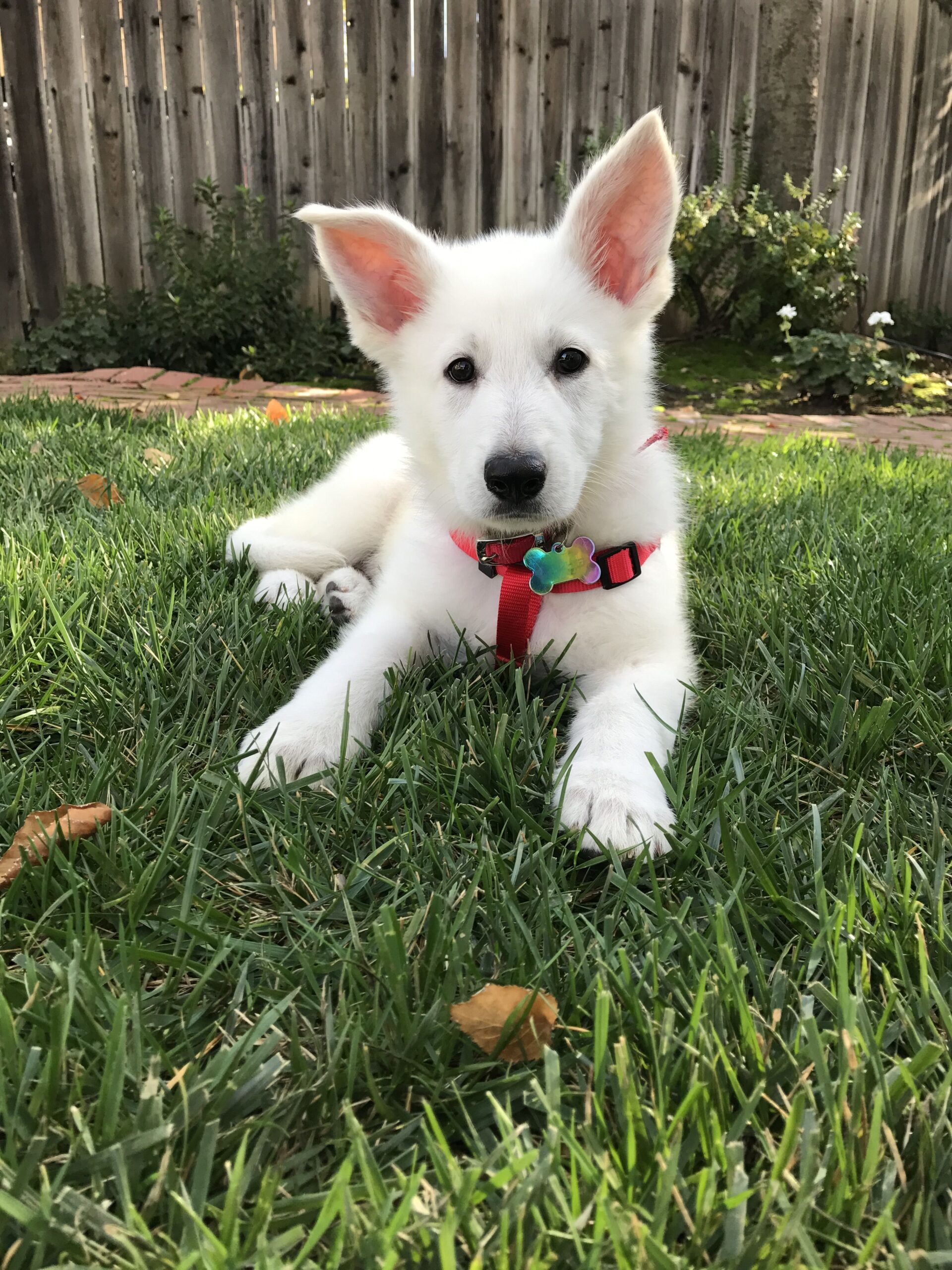 Tips for Raising White German Shepherd Puppies