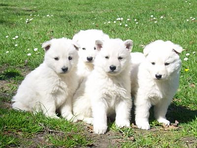 White German Shepherd Puppies