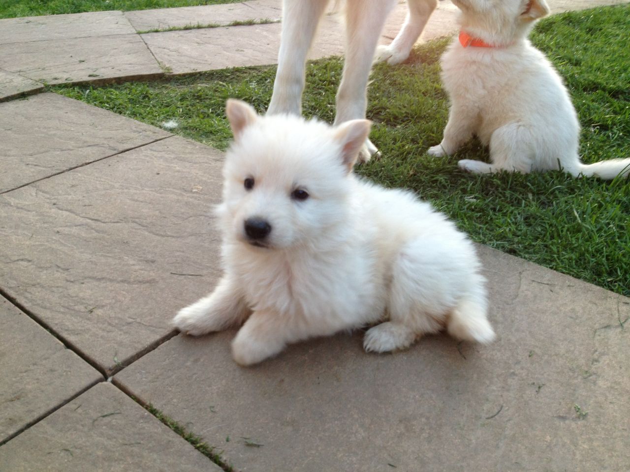 White German Shepherd Puppy