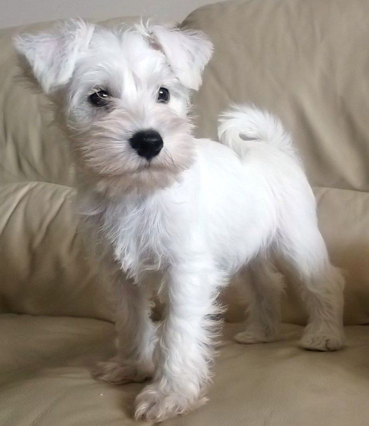 White Miniature Schnauzer