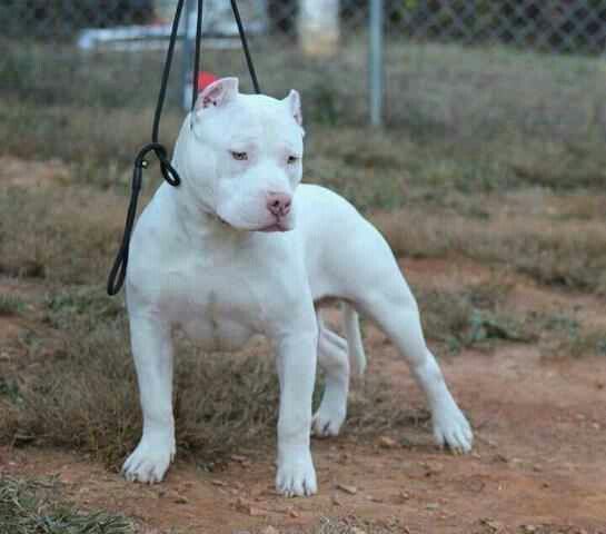 white pitbull