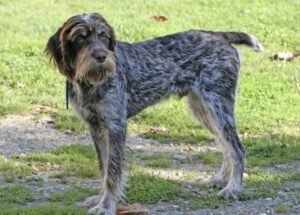 Wirehaired Pointing Griffons