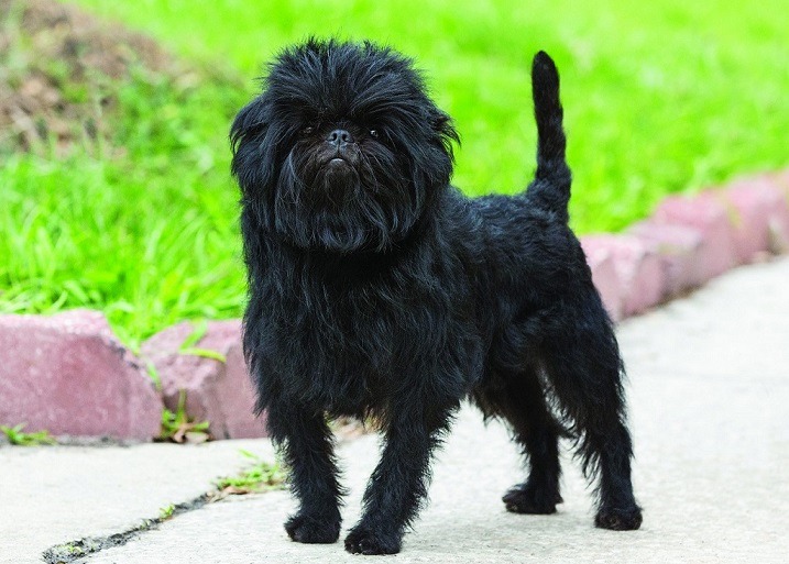 affenpinscher