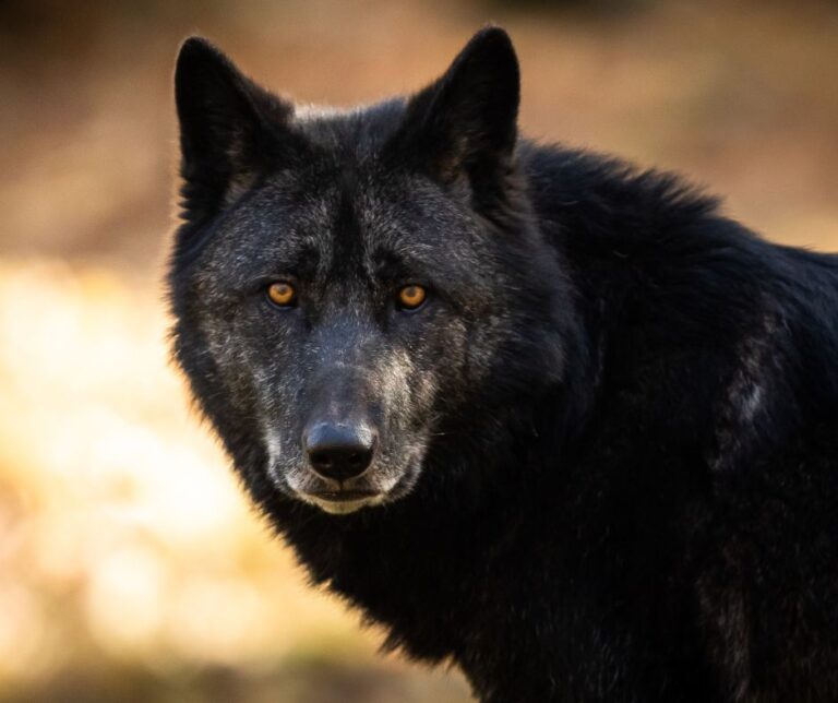 black Wolfdog
