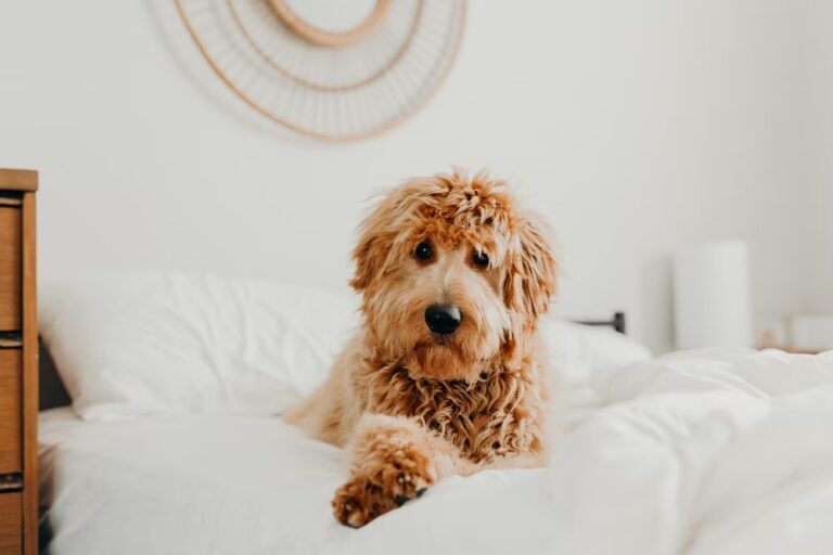 toy goldendoodle