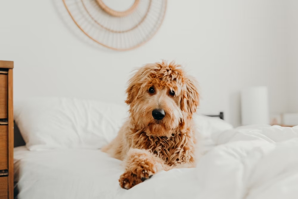 toy goldendoodle