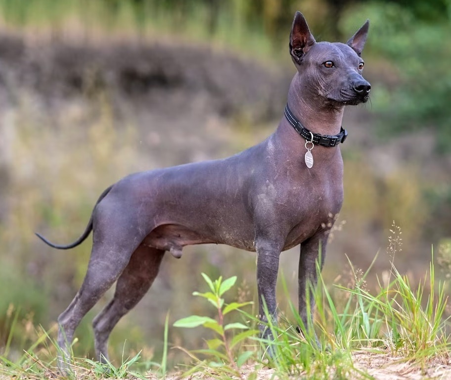 xoloitzcuintli