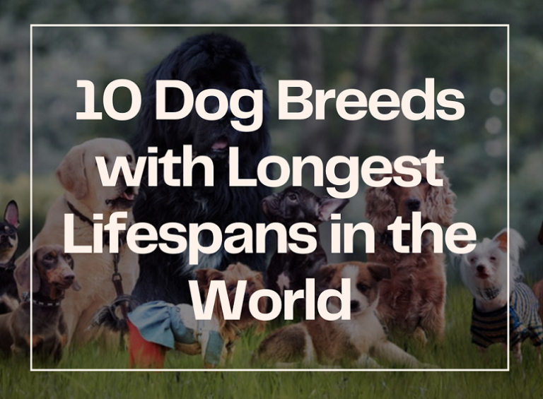 10 Dog Breeds with Longest Lifespans in the World