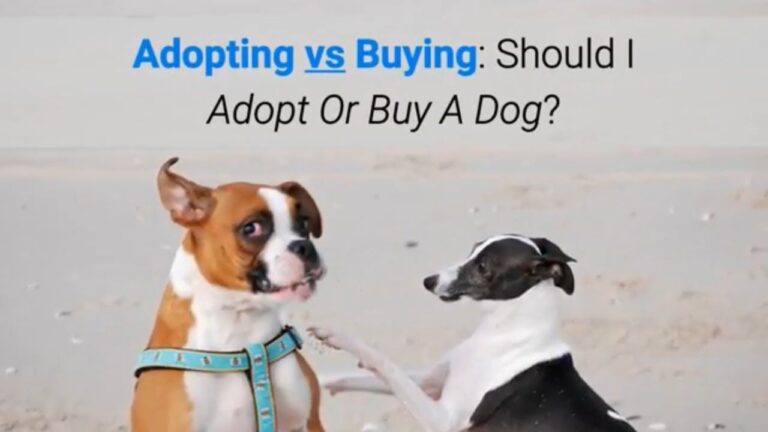 Adopting vs Buying a Dog