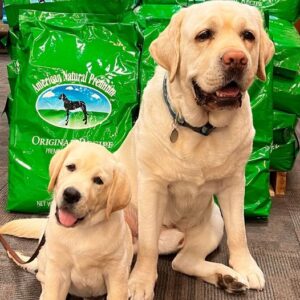 American Natural Premium Dog