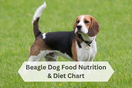 Beagle Diet Guide Nutrition Tips and Feeding Chart