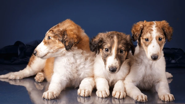 Borzoi Puppies