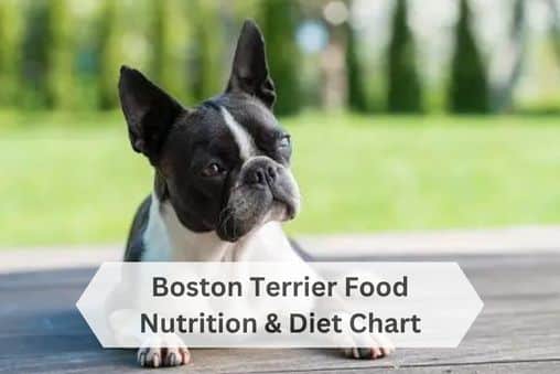 Boston Terrier Approved Food Nutrition & Diet Chart
