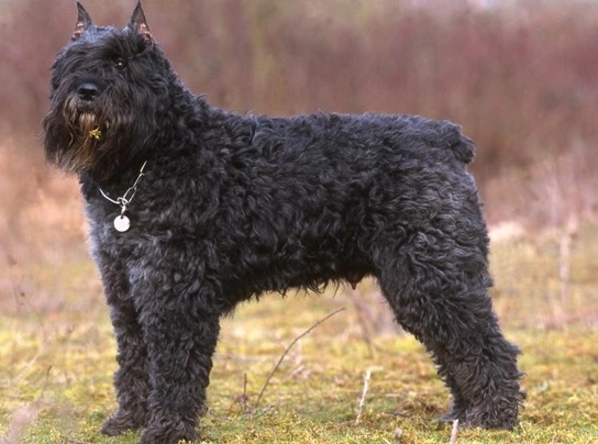 Bouvier des Flandres