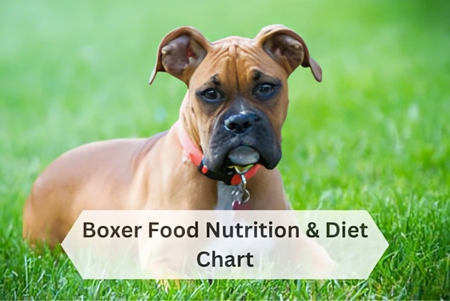 Boxer Food Nutrition & Diet Chart