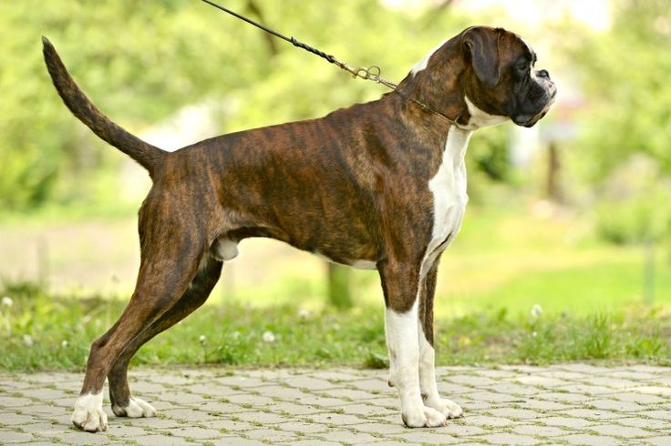 Boxers with a tail
