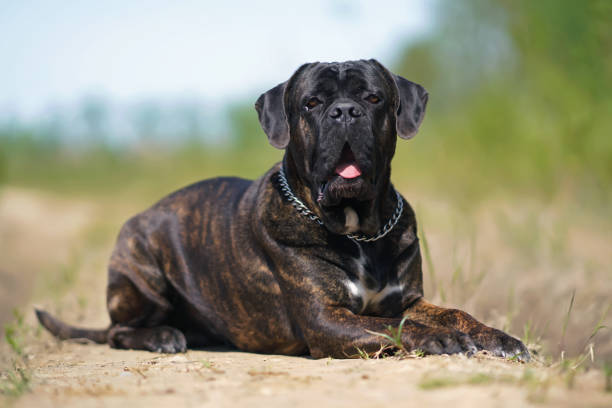 Brindle Cane Corso