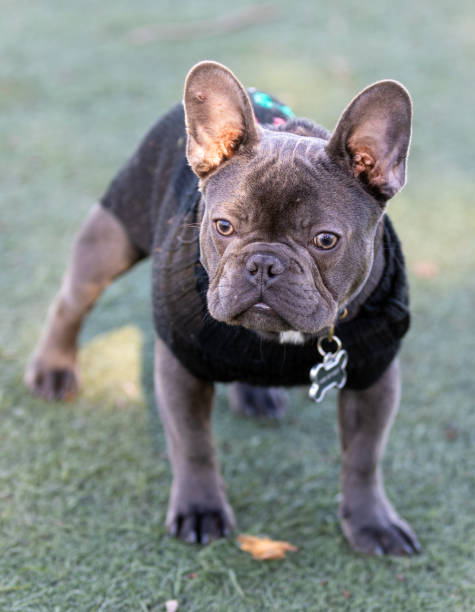 Brindle French Bulldog