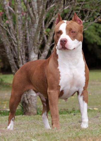 Brown and White Pitbull