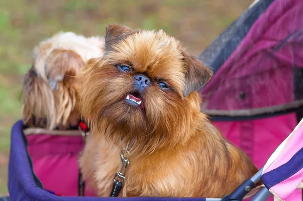 Brussels Griffon