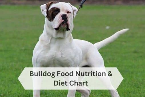 Bulldog Food Nutrition & Diet Chart