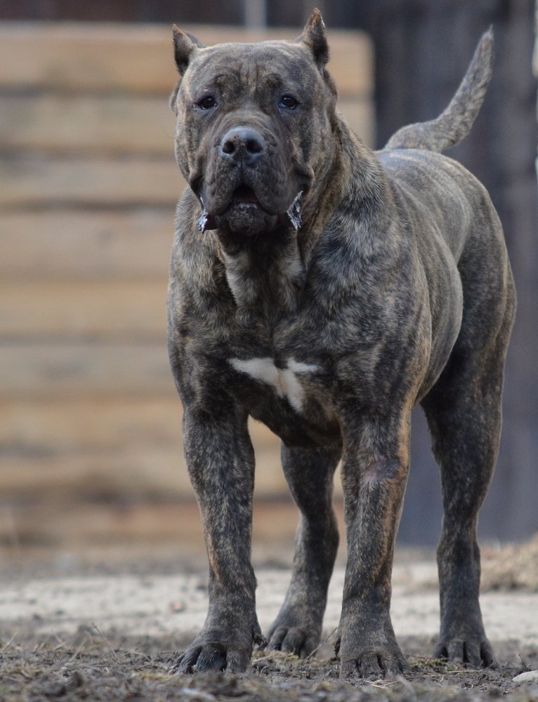 Canarias Presas Breed Guide: Origins and Temperament
