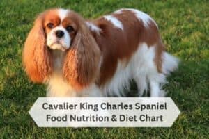 Cavalier King Charles Spaniel Food Diet Chart