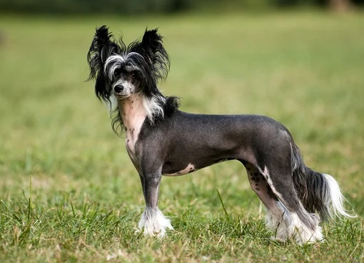 Chinese Crested Dogs