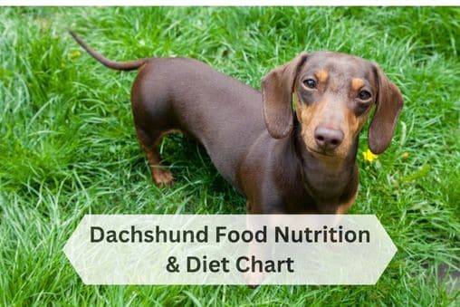 Dachshund Food Nutrition Guide & Diet Chart